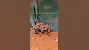 Waraabessa Ajaa Ibaa 