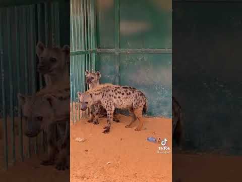 Waraabessa Ajaa Ibaa