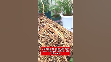 Công dụng của đường đỏ khi áp dụng để tưới cho cây mang đến hiệu quả #cây #caycanh #nôngdân #nôngdân