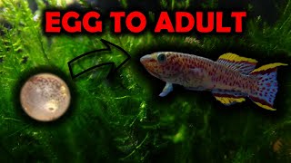 FROM EGG TO ADULT - Gardneri Killifish