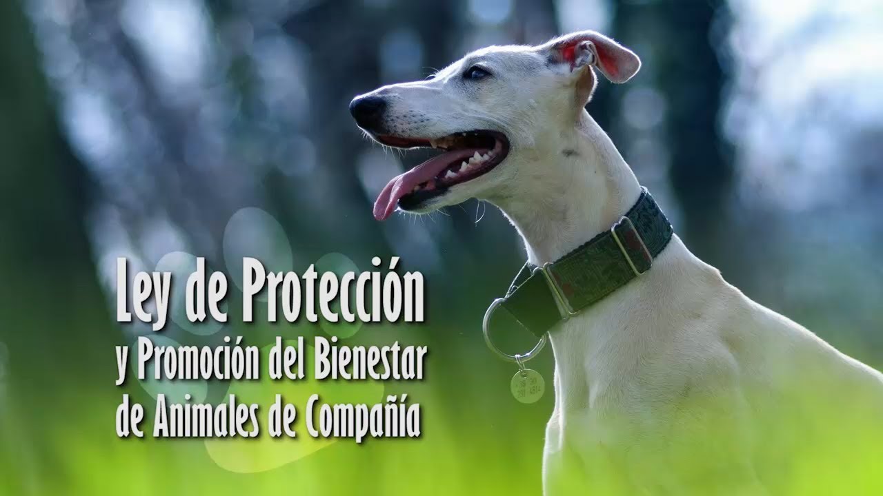 Ley de Protección y Promoción del Bienestar de Animales de Compañía ...
