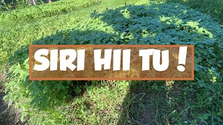 Kilimo cha Mchicha: Jinsi ya Kuvuna Ndani ya Siku 21 Bila Gharama Kubwa!