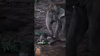 #elephant #adorably #cuteanimal #animals #adoreble #cutemammal #wildlife #babyanimal #babyelephant