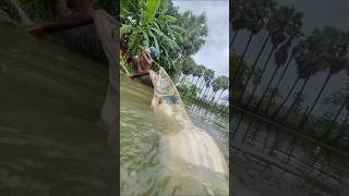 Unbelievable Wallago Fishing Using Eggs and a Bamboo Stick #riverfishing #fish #video #shorts