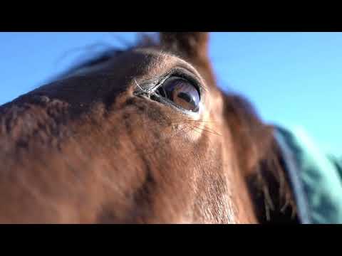 horse breath. дыхание