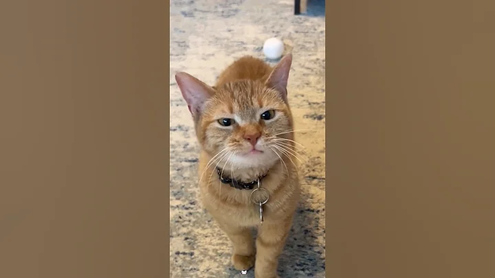 Video 8491911: cat purring funny