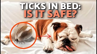 Can Dog Ticks Transfer Diseases To Humans? Risks If Your Dog Sleeps With You