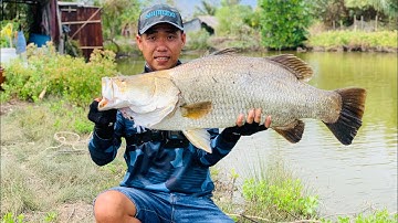 Đụng độ chẽm to 13kg3 thiên nhiên | cảm giác quá tuyệt vời