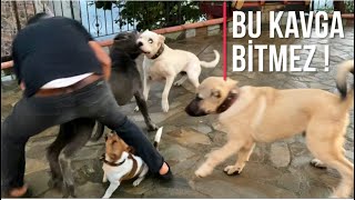 CANE CORSO NARKOZUN MEKANININ AÇILIŞINDA ORTALIK KARIŞTI