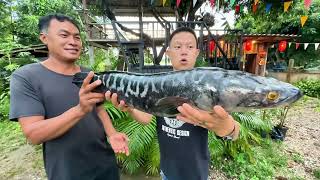 ซาชิมิ ปลาชะโดยักษ์ 5กิโลกรัม จิ้มจุ่มหม้อดินน้ำจิ้มวาซ๊าฟฟ