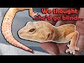 Rescuing a Very Sick Leopard Gecko :(