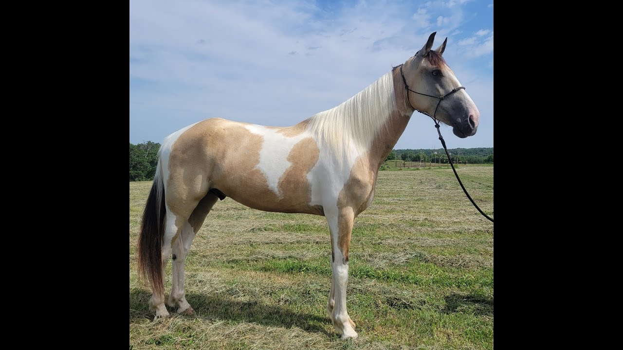 Walking Horse For Sale YouTube