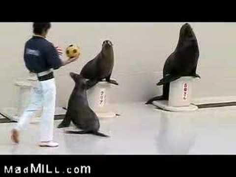 seal play  2022  Seal Show