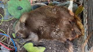 Beavers taking it easy