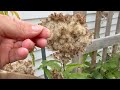 How to harvest Joe Pye Weed (Eutrochium) seeds 