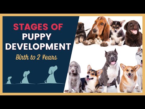 वीडियो: परिवारों के लिए 10 सर्वश्रेष्ठ हेर्डिंग कुत्तों