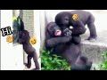 Jabali likes children😆slapping the window and playing with everyone🤣💦|D&#39;jeeco Family|Gorilla|Taipei