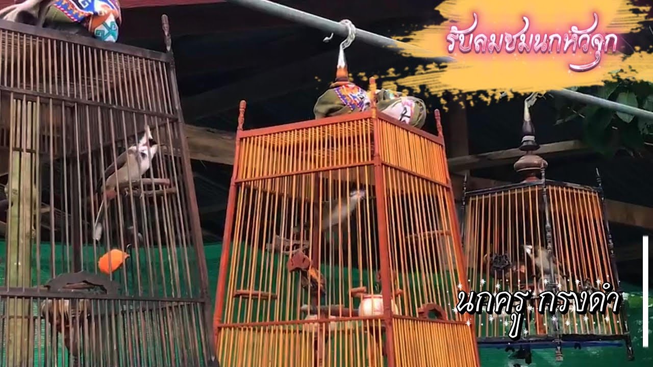 #birds #นกกรงหัวจุกนับดอก IQ สายธรรมชาติ #รับลมชมนกหัวจุก