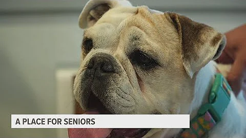 Colorado dog shelter becomes sanctuary for elderly dogs
