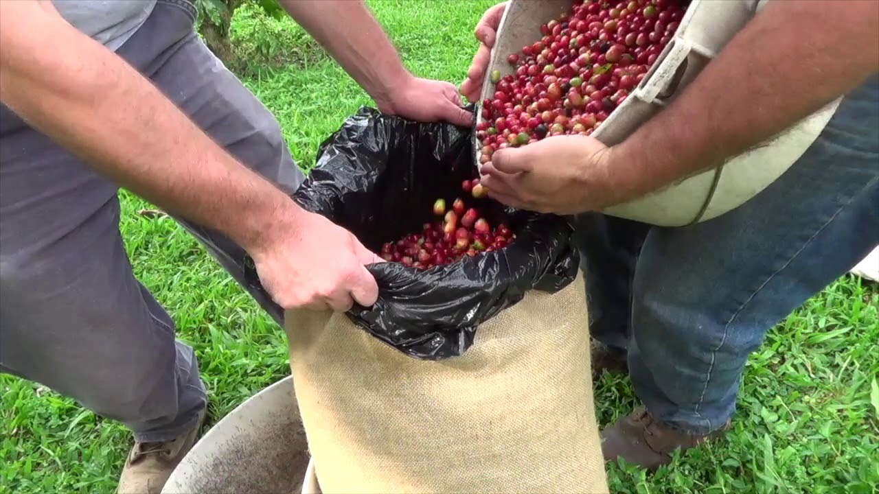 Coffee Berry Borer IPM Main Harvest YouTube