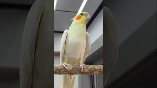 Adorable Atiel Jerrys Cute Singing And Dancing Moments