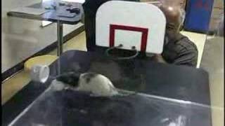 Rats predict FINAL FOUR!