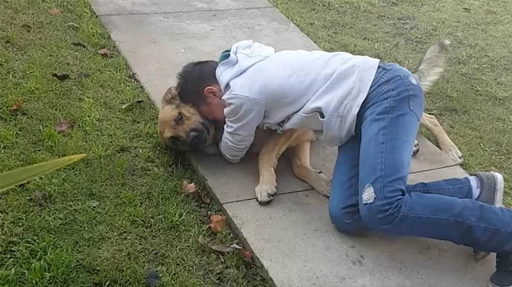 Pets That RETURNED Home After Being LOST!