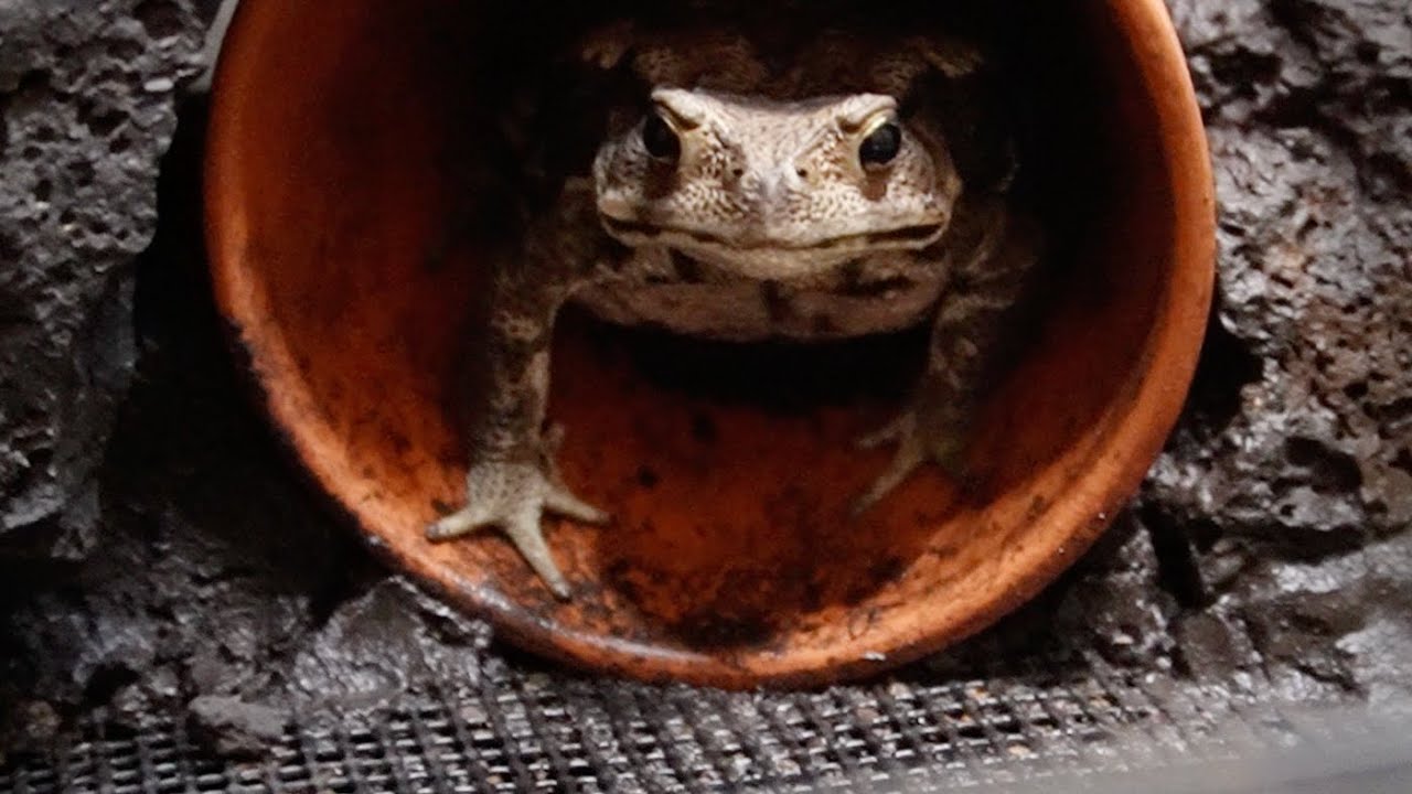 ヒキガエルの腹パンパンになるまで餌あたえる