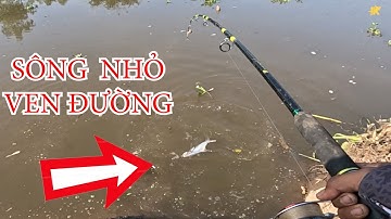 BẤT NGỜ SÔNG NHỎ MÀ LẠI CÂU ĐƯỢC CÁ TRA LỚN