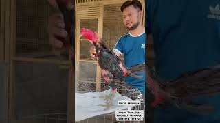 AYAM KOYNGON VVIP PACEK UTAMA PREMIERE FARM #ayambangkok #ayampakoy #ayamimport #viral #ayampakoy
