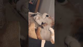 Mi Gata Koka