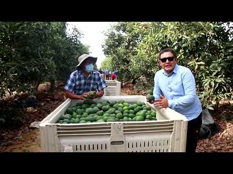 Hass avocado harvesting and post-harvest process | Hass avocado