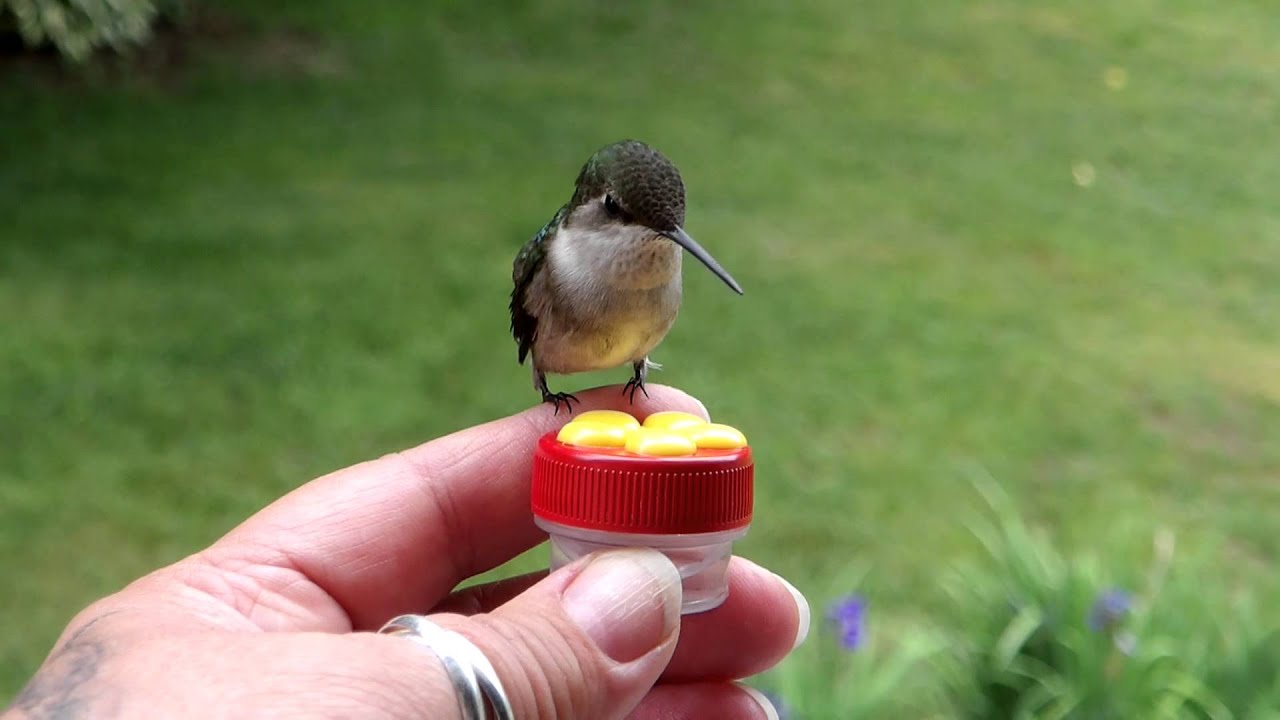 HUM-Button™ Best of 2015 - YouTube