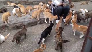 猫島での餌の時間は思った以上に壮絶だった