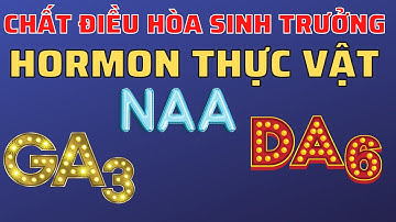 Chất điều hòa sinh trưởng GA3, NAA và DA6 | Hormon thực vật Gibberellin, Auxin và Cytokinin