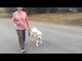 Otis, 3 y.o. white labrador retriever, Knoxville Dog Trainers, Off Leash K9 Training Otis, 3 y.o. white labrador retriever, Knoxville Dog Trainers, Off Leash K9 Training