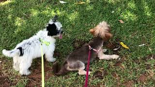 Yorkshire terrier puppies getting walked by The Dogs World 72 views 3 months ago 2 minutes, 39 seconds