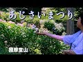 護摩堂山 あじさいまつり 2019/06/26 撮影