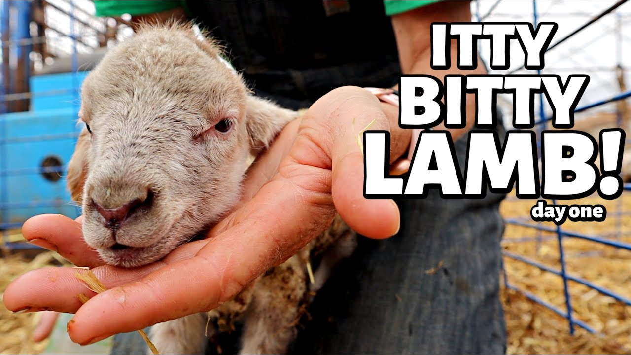 OFFICIALLY the first day of summer LAMBING!!  (12 LAMBS!!) Vlog 310
