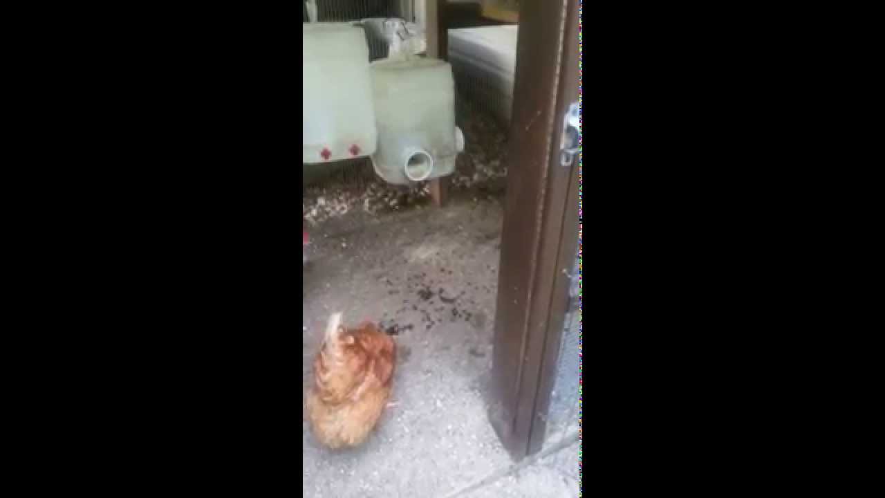 Natrual disposal of Japanese beetles YouTube