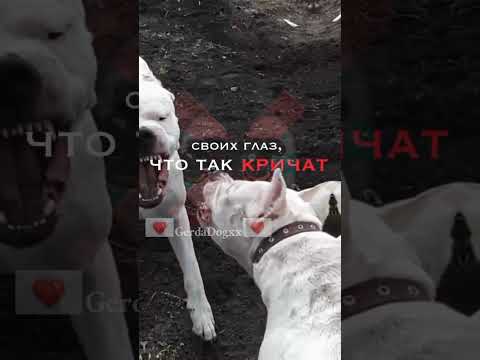 Эдит Аргентинский Дог🧩🌊 #dogs #рекомендации #edit #shorts