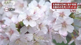 札幌の穴場スポット　チシマザクラ　今だけ一般公開(15/04/28)