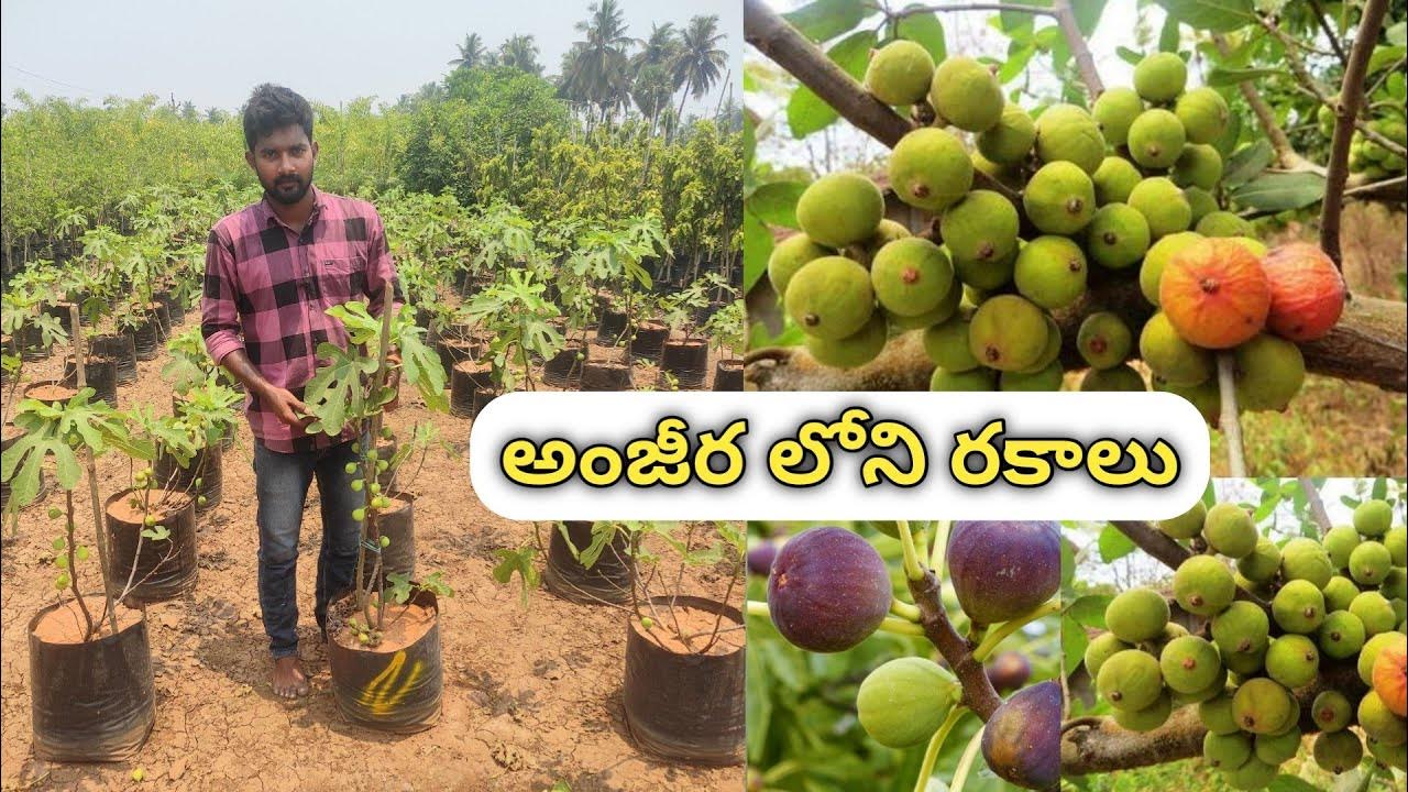 anjeer-plants-in-telugu-best-anjeer-veriety-s-dry-fruits-anjeer