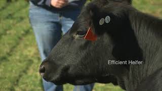 Efficient vs nonefficient heifers