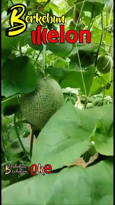berkebun MELON MONTOK