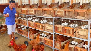 Amazing Method in Raising Different types of animals  The secret how to maximize egg production