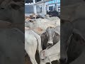 Preço do Bezerra nelores em afogado da Igazera pe