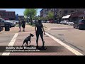 Dog Training: 6 Month Old Doberman, Amaru! Two Week Board and Train Dog Training: 6 Month Old Doberman, Amaru! Two Week Board and Train