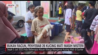Bukan Racun, Penyebab 26 Kucing Mati Masih Misteri