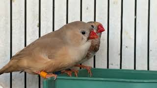 Finch birds setup my bird breeding farm